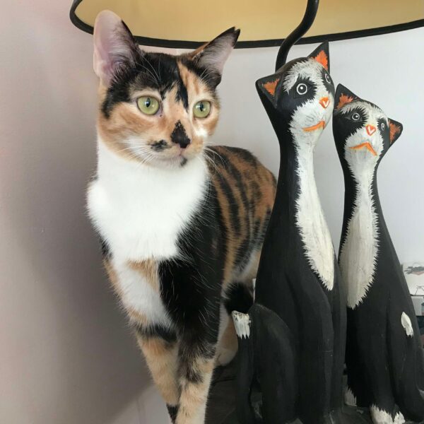 Amélia