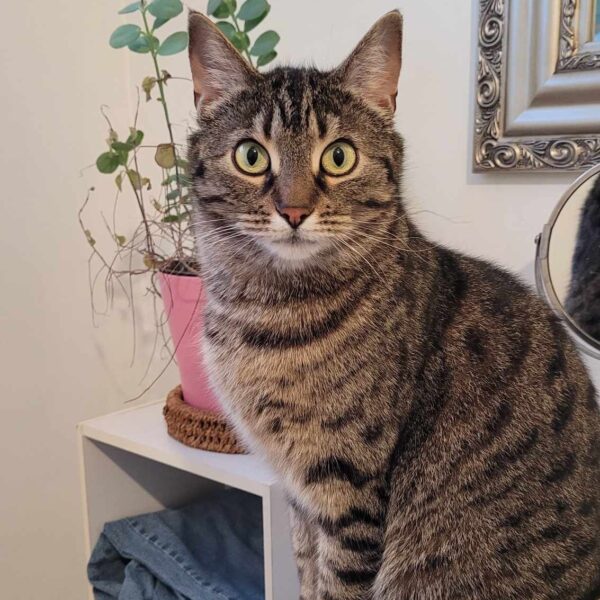 Sissi