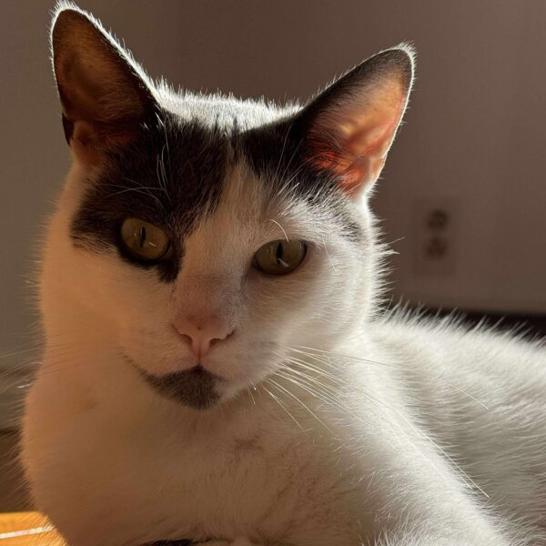 Dédé