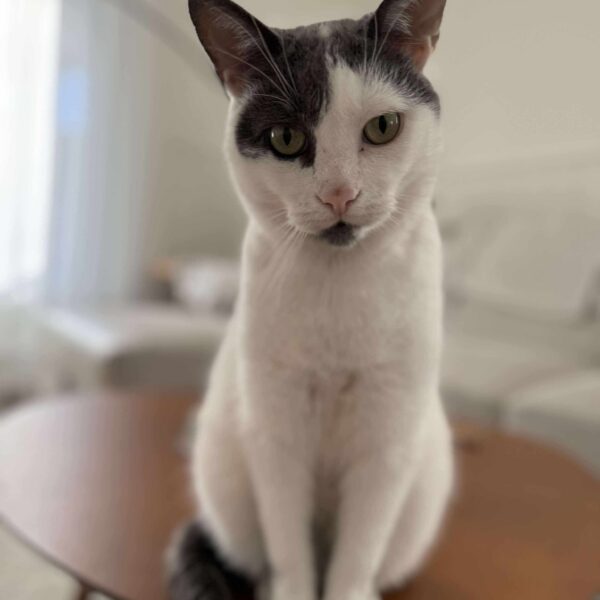 Dédé