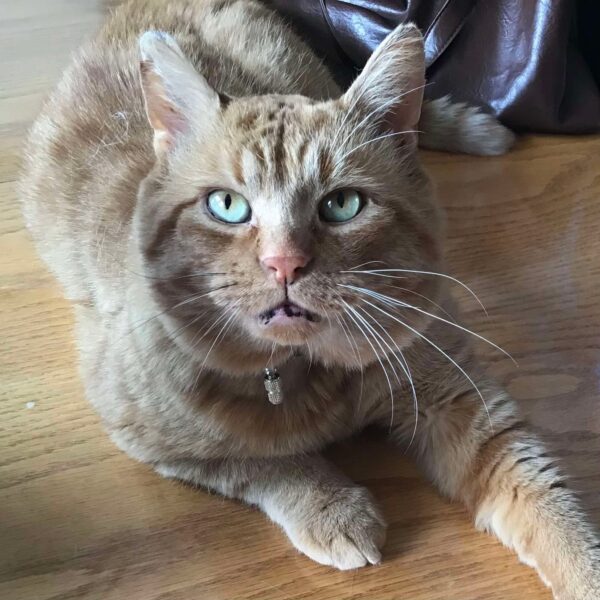 Marius