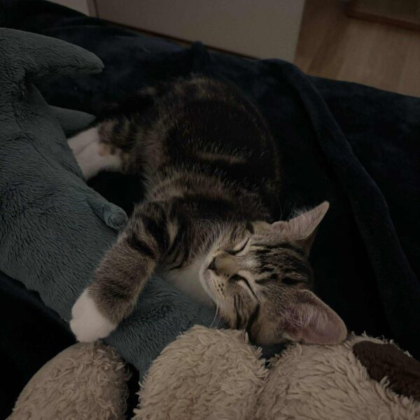 Hana