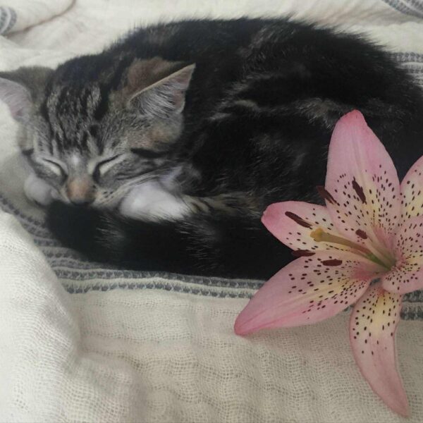 Hana