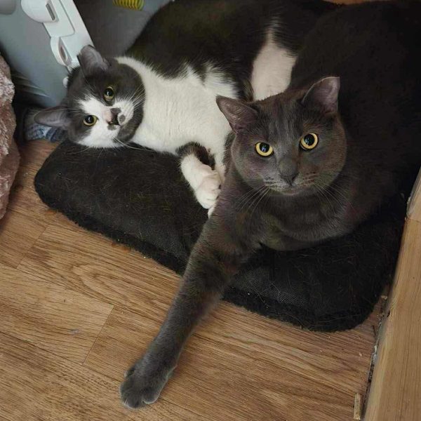 Annie et Suzie