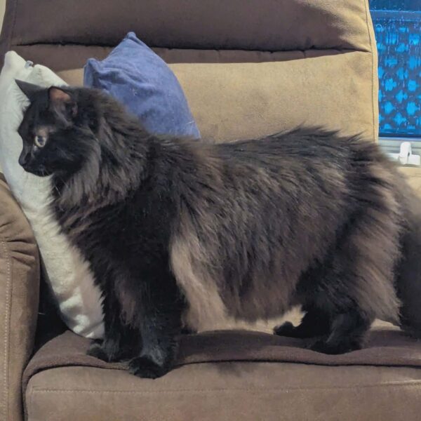 Robert